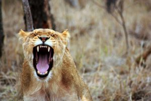 gestion des emotions : la colère