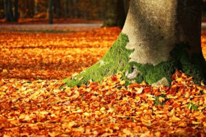 automne préparer le renouveau